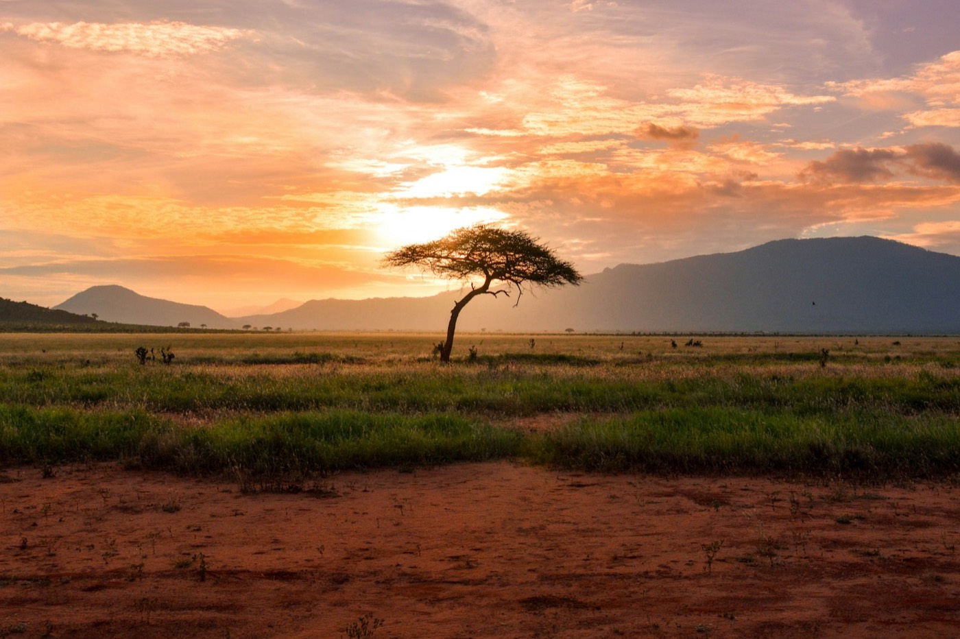 African savannah at sunrise